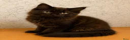 Maine Coon cats for sale: Gorgeous Smokey Maine Coon Kitten  in Falkirk - Advert 4
