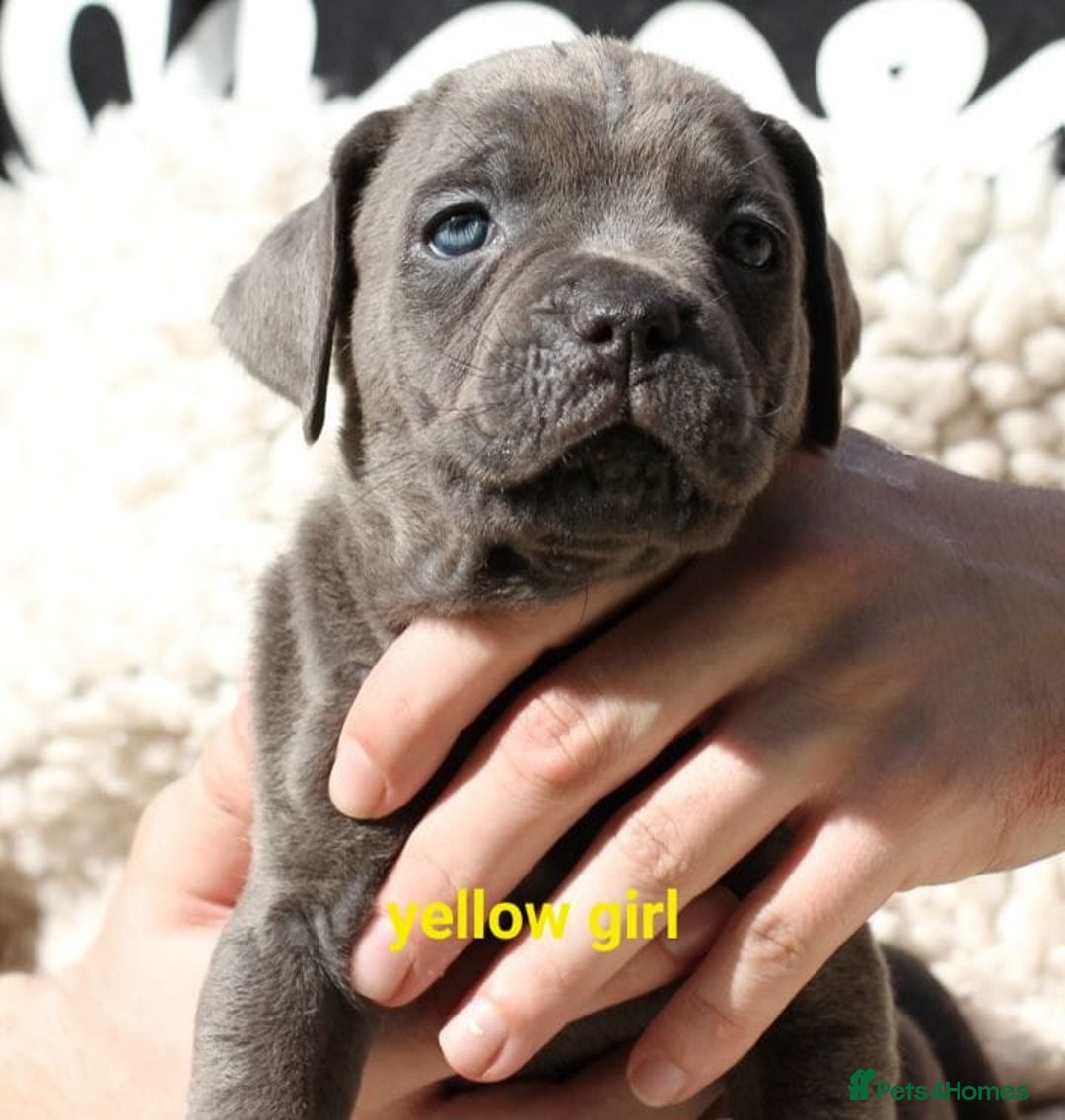 Cane Corso dogs for sale: Cane corso puppies ready to leave now - Image 9