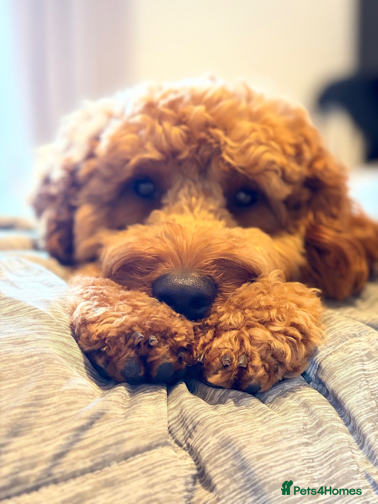 Cockapoo dogs RED Cockapoo dog for STUD *not for sale* - Advert 4