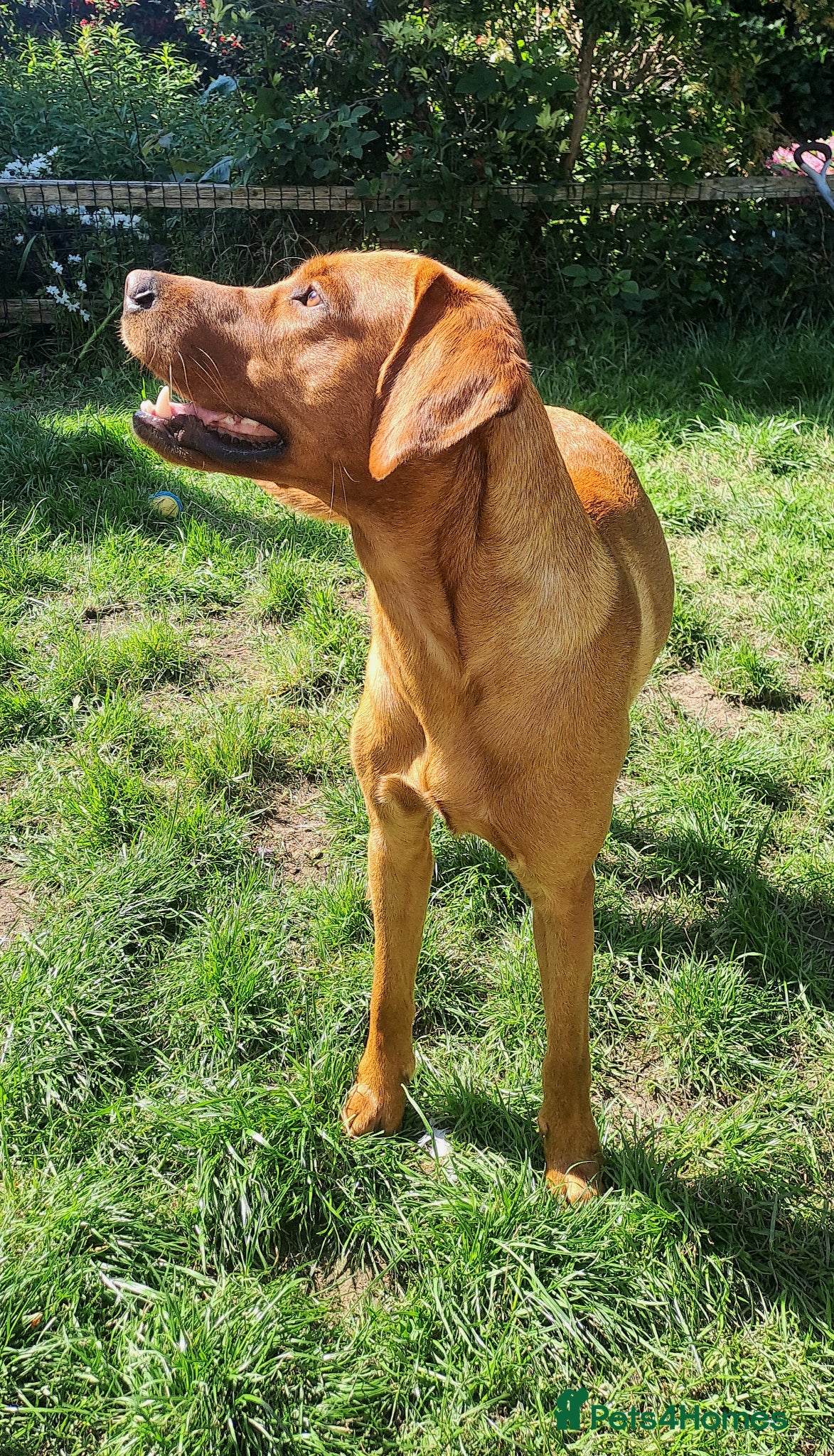Labrador Retriever dogs for stud: STUD ONLY - Male fox red labrador retriever  - Advert 2