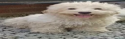 Maltipoo dogs for sale: F1 Maltipoo Puppies For Sale  - Advert 14