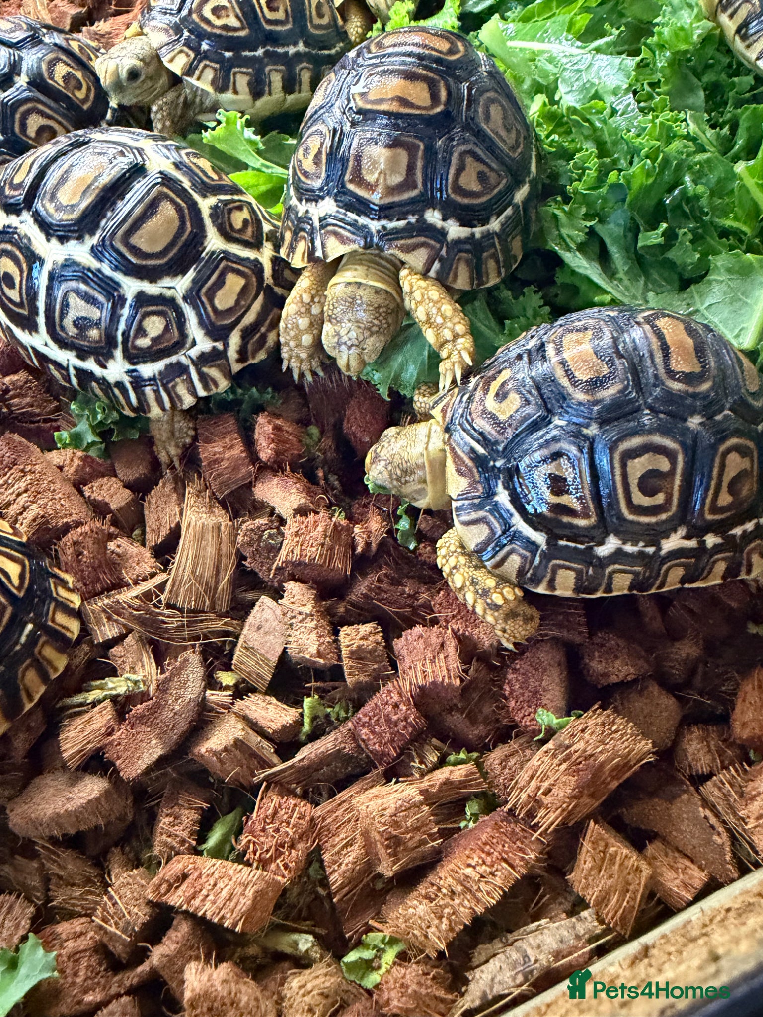 Tortoise reptiles for sale: Leopard Tortoise - Gorgeous Hatchlings  - Advert 11