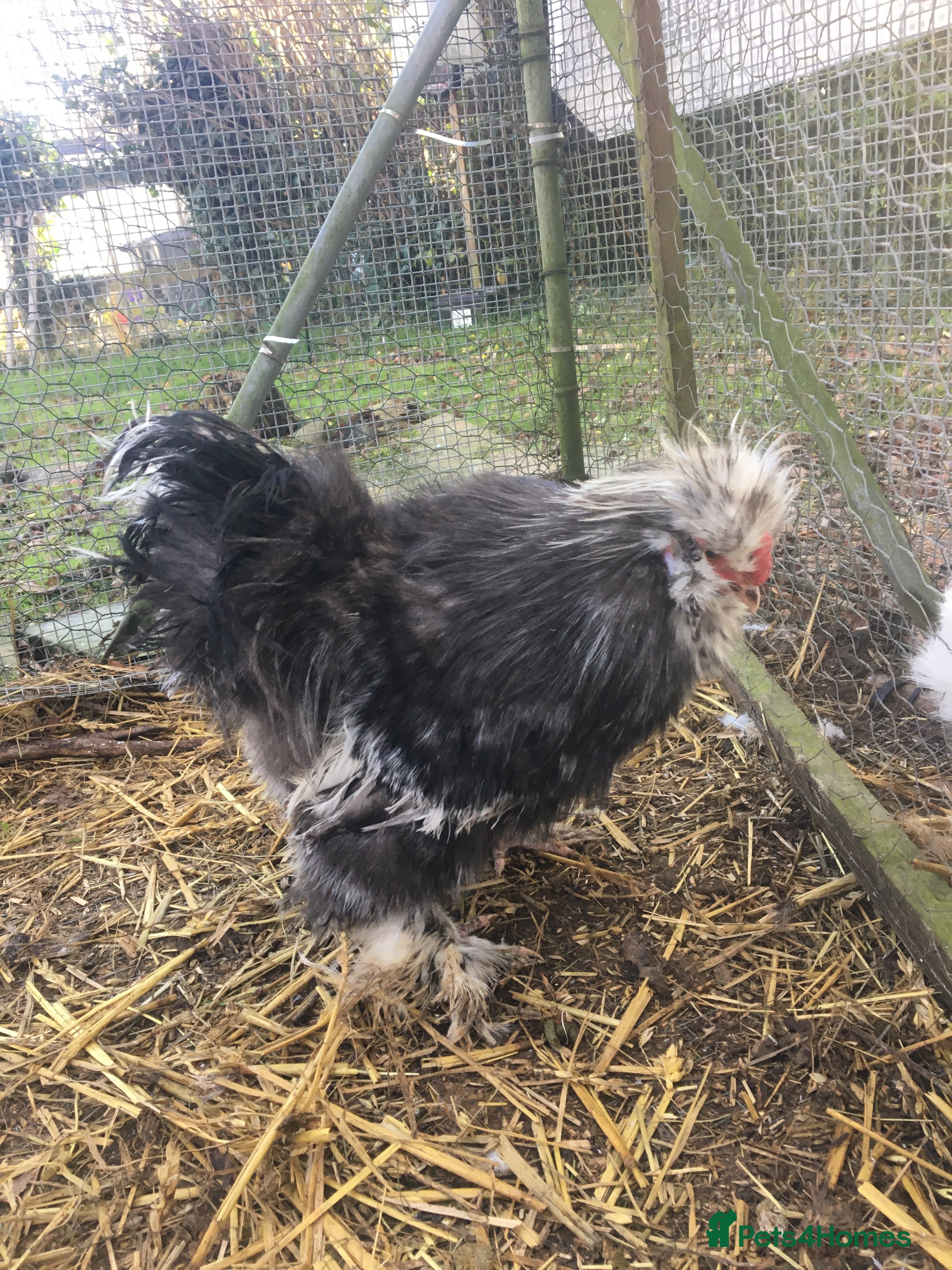 Chickens poultry Mottled silkie cockerel - Advert 6