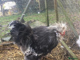 Chickens poultry Mottled silkie cockerel - Advert 1