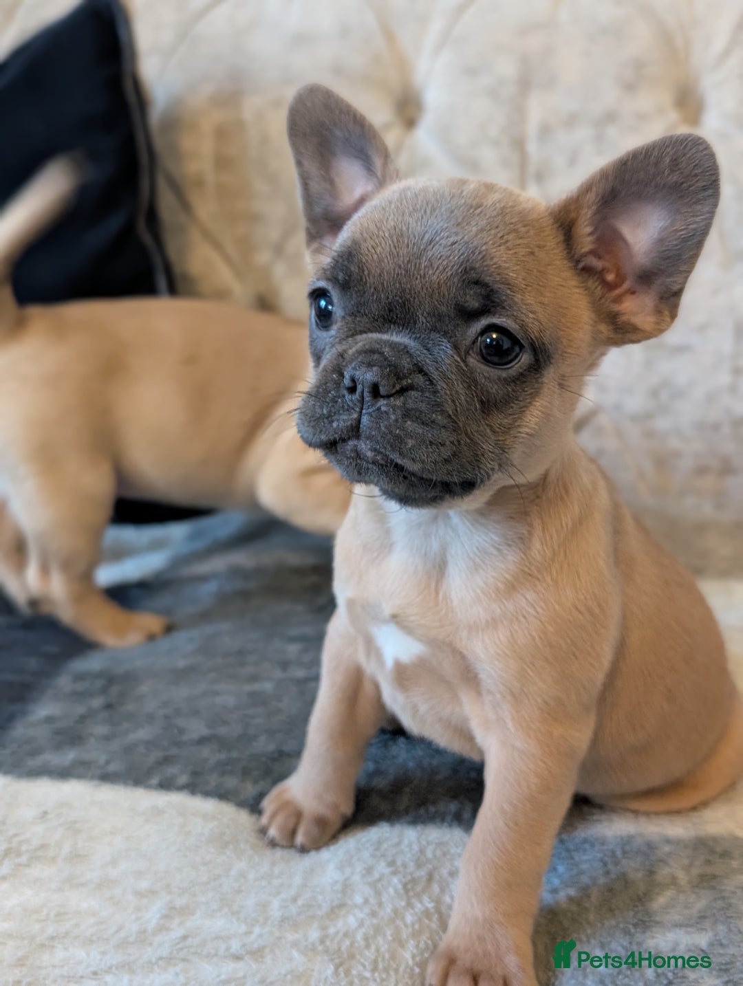 French Bulldog dogs for sale: French bulldog puppy's ready to go! - Advert 24