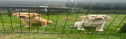 Labrador Retriever dogs for sale: Beautiful Labradors  - Advert 11