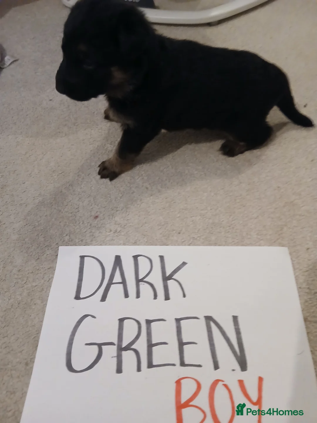 German Shepherd dogs for sale: Amazing german shepherd pups - Advert 5