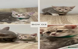 Mixed Breed cats for sale: 6 beautiful kittens ready for their new homes. - Image 5