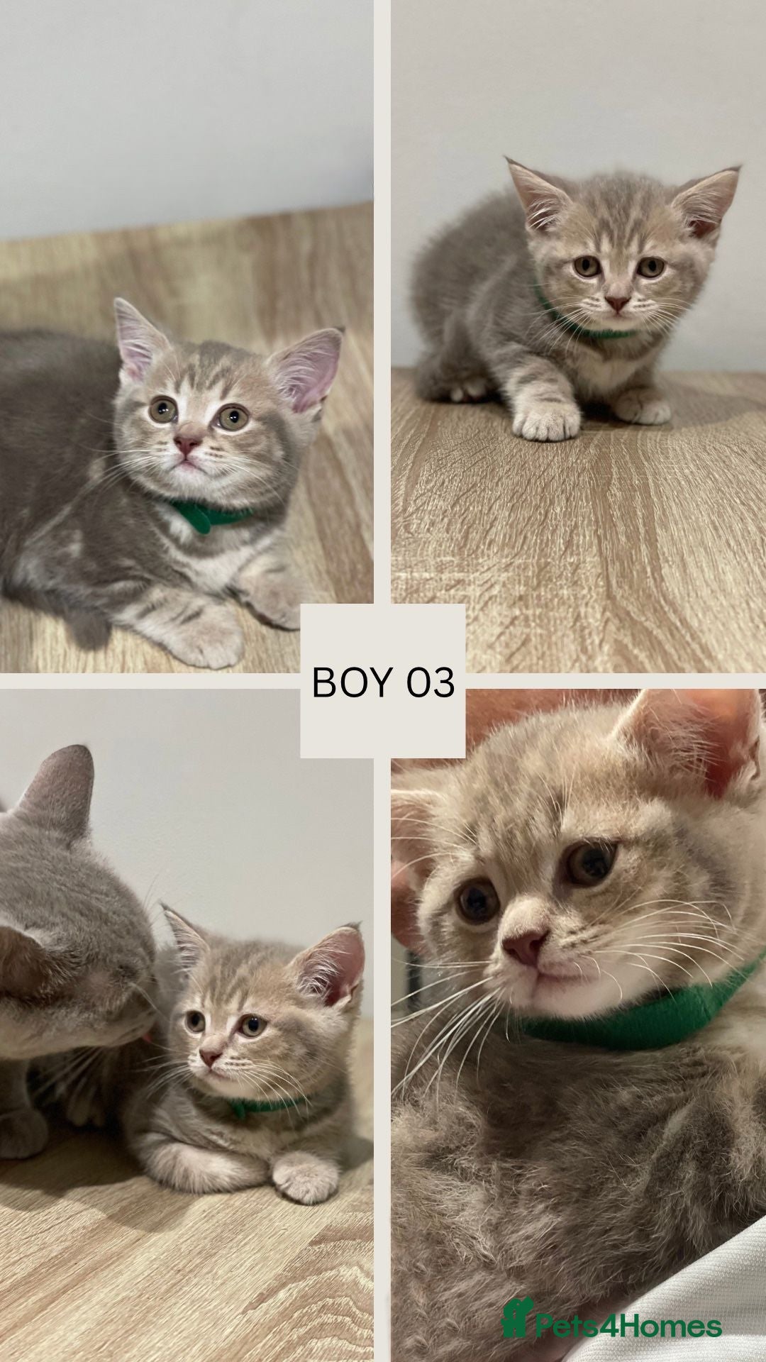 Mixed Breed cats for sale: 6 beautiful kittens ready for their new homes. - Image 5