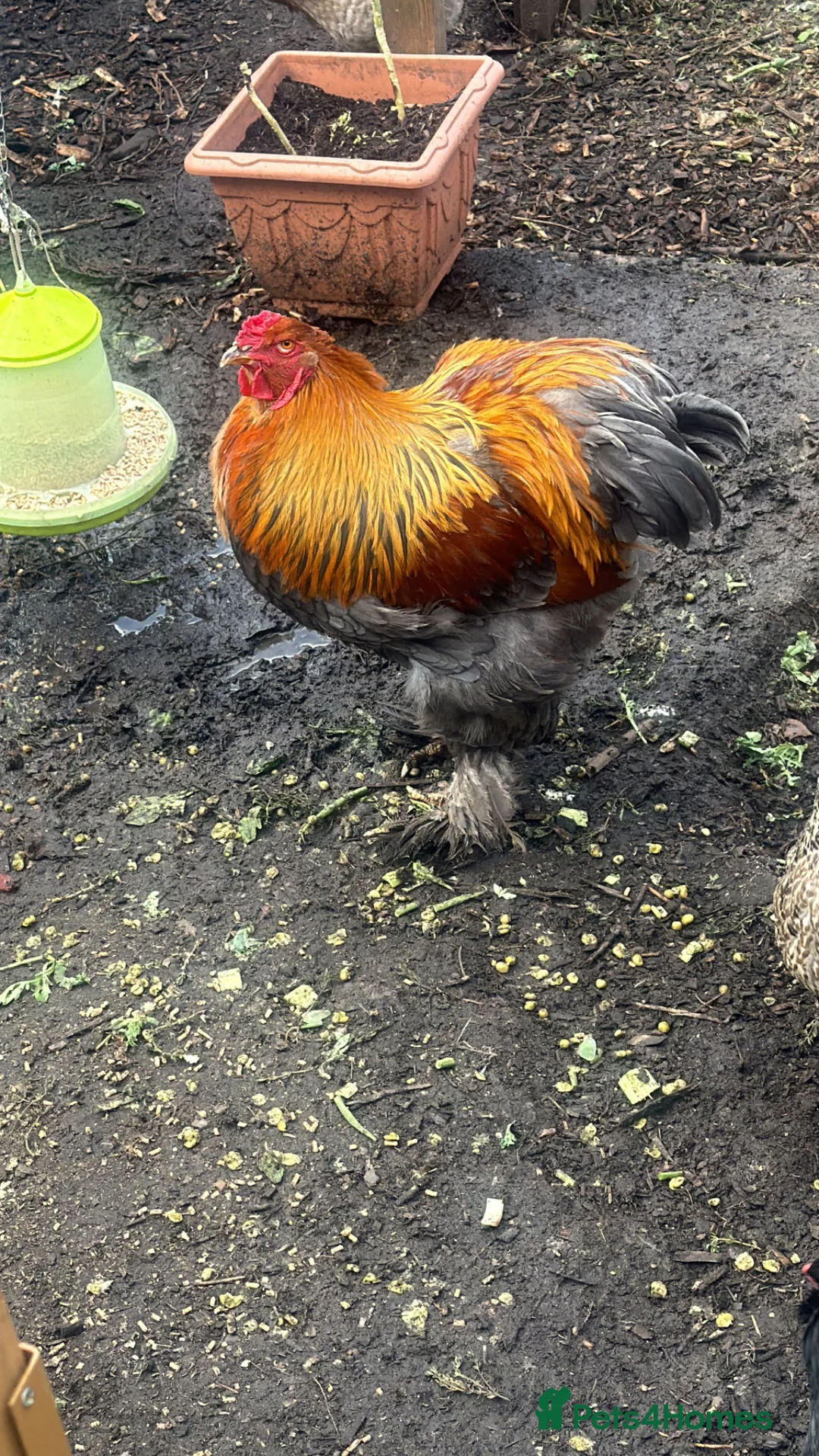 Chickens poultry for sale: 2 cockerels  in Wakefield - Advert 3