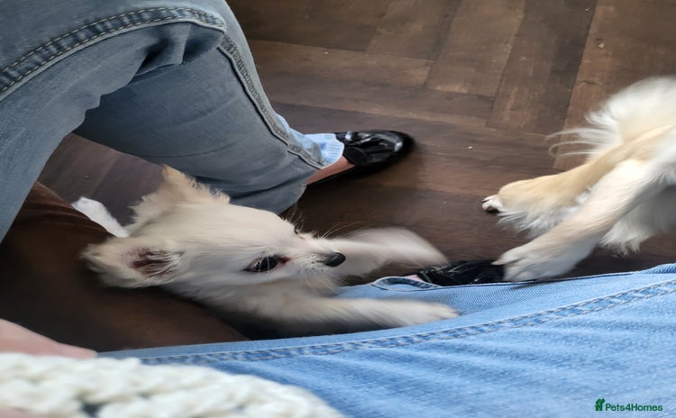 Chihuahua dogs - Advert 2
