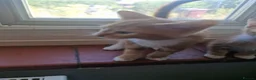 Mixed Breed cats for sale: 4 Male Mixed kittens £50 each  - Advert 10