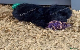 Maltipoo dogs for sale: Tiny rare coloured teddy bear maltipoo puppies - Image 2