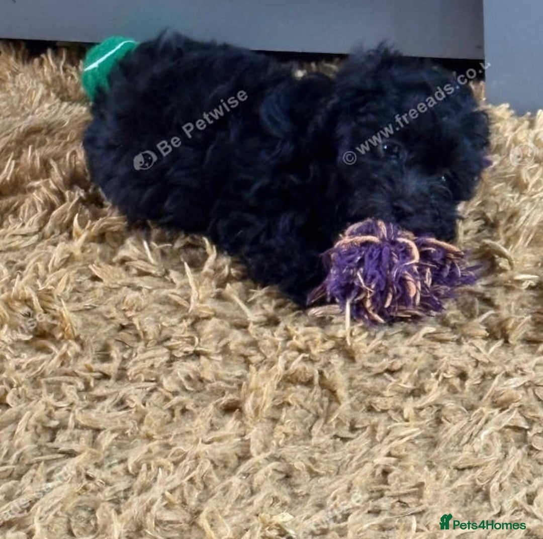 Maltipoo dogs for sale: Tiny rare coloured teddy bear maltipoo puppies - Image 2