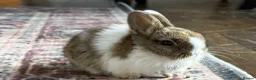Netherland Dwarf rabbits for sale: Beautiful Netherland Dwarf kits  - Advert 2