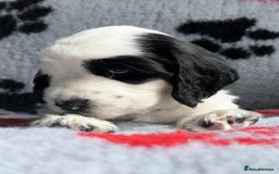 Cocker Spaniel dogs for sale: Show Cocker Puppies (KC Reg, AMS, PRA & FN CLEAR) - Image 38