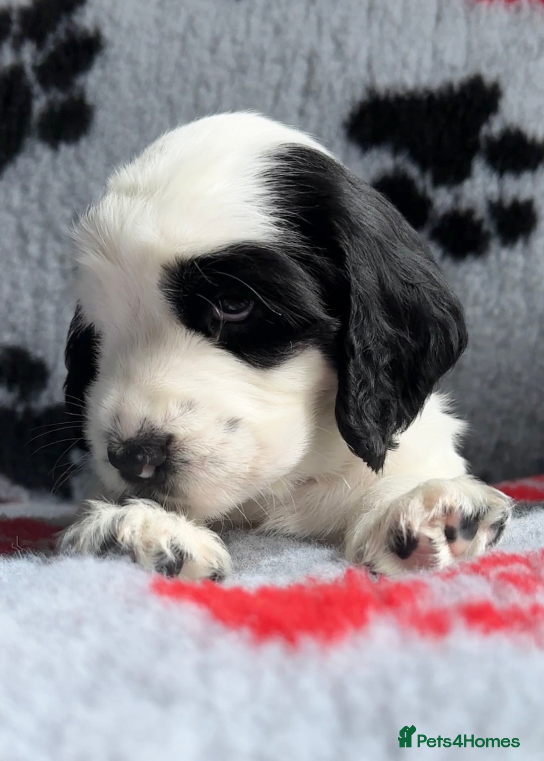 Cocker Spaniel dogs for sale: Show Cocker Puppies (KC Reg, AMS, PRA & FN CLEAR) - Image 38