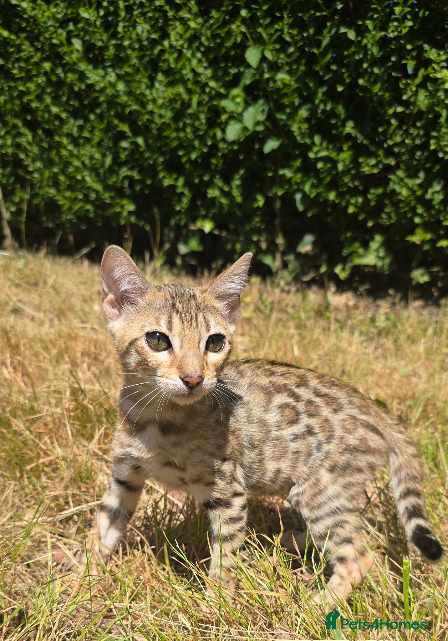 Bengal cats Ready NOW.. need go ASAP - Advert 6