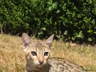 Bengal cats Ready NOW.. need go ASAP - Advert 6