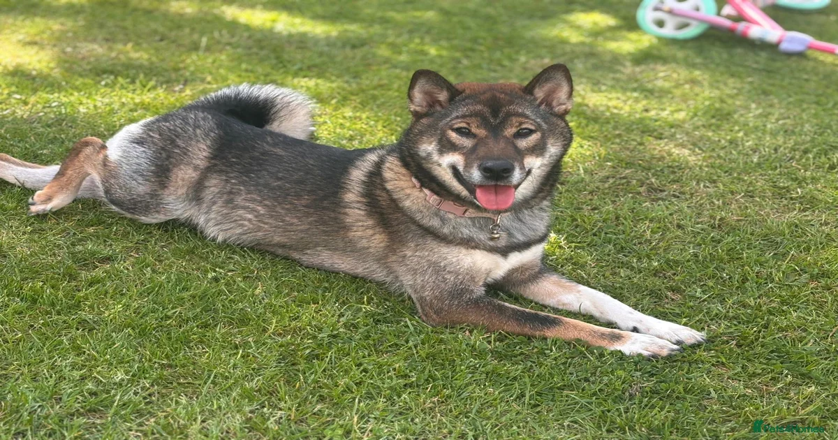 Japanese Shiba Inu Puppies for sale in Edinburgh | Pets4Homes