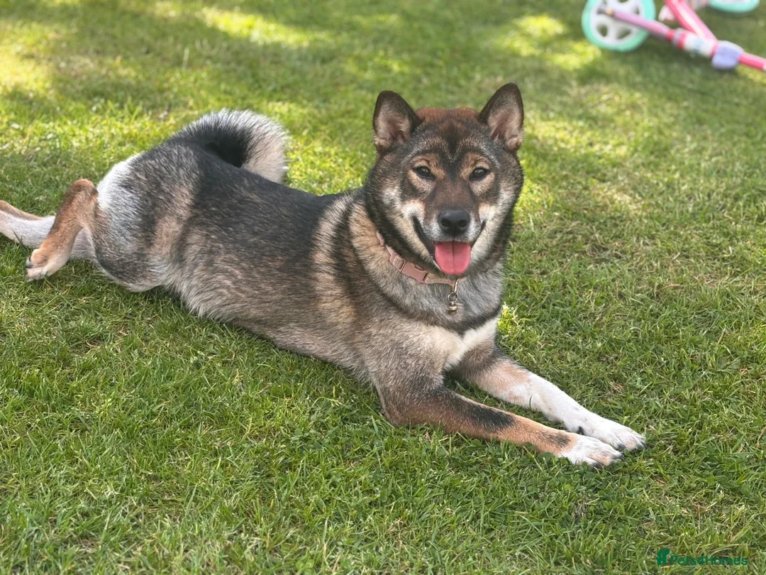 Japanese Shiba Inu dogs for sale: Japanese Shiba Inu  in Edinburgh - Advert 1