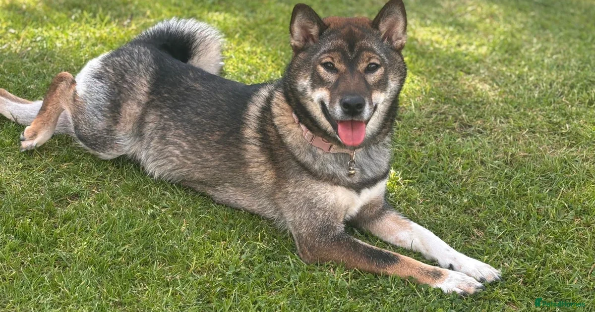 Japanese Script Example Japanese Shiba Inu Puppies for sale in Edinburgh | Pets4Homes