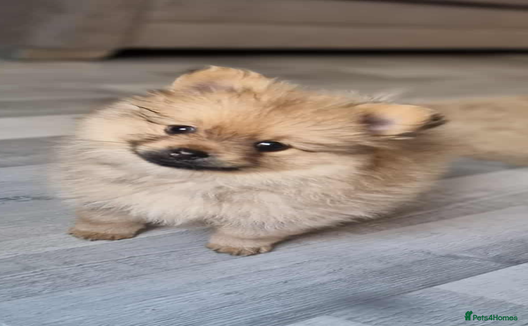 Pomeranian dogs - Advert 1