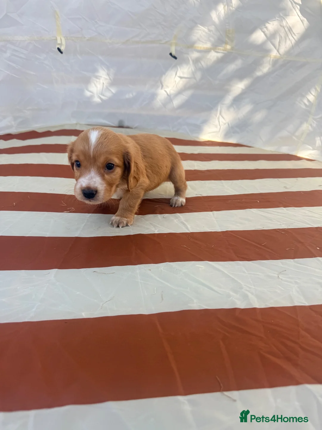 Cocker Spaniel dogs for sale: Adorable working cocker spaniels  - Advert 2