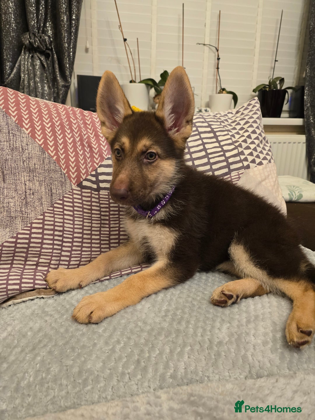 healthy average size of a female german shepherd