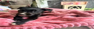 Lurcher 7