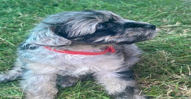 Yorkiepoo dogs - Advert 1
