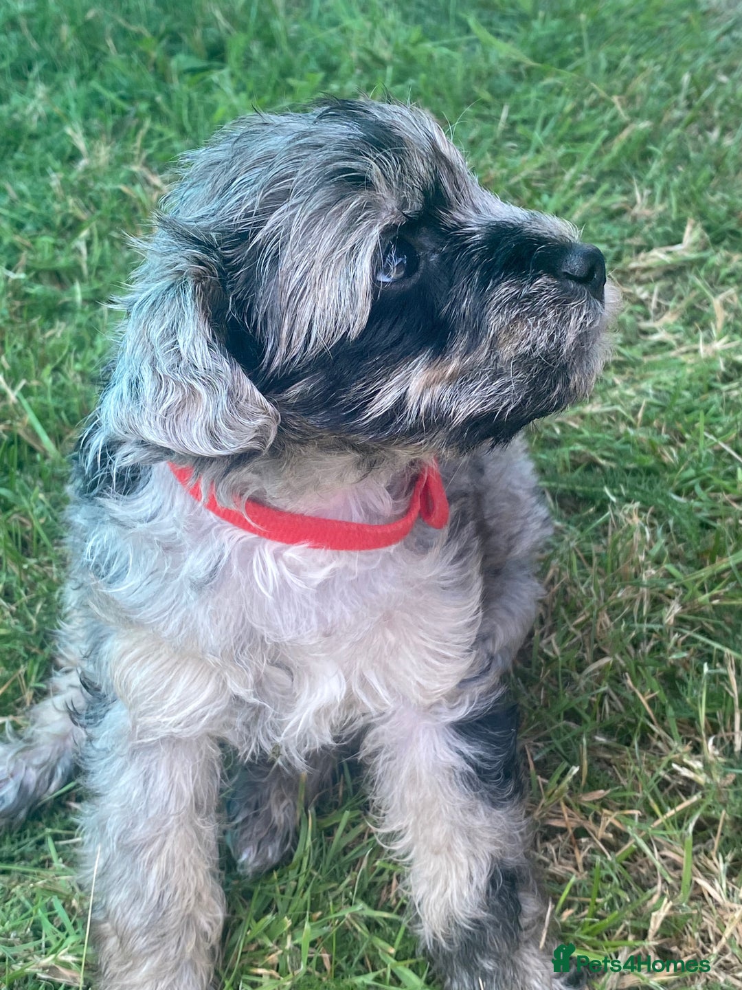 Yorkiepoo dogs for sale:  3 Adorable Little Girls - Yorkiepoos-F1  - Image 3