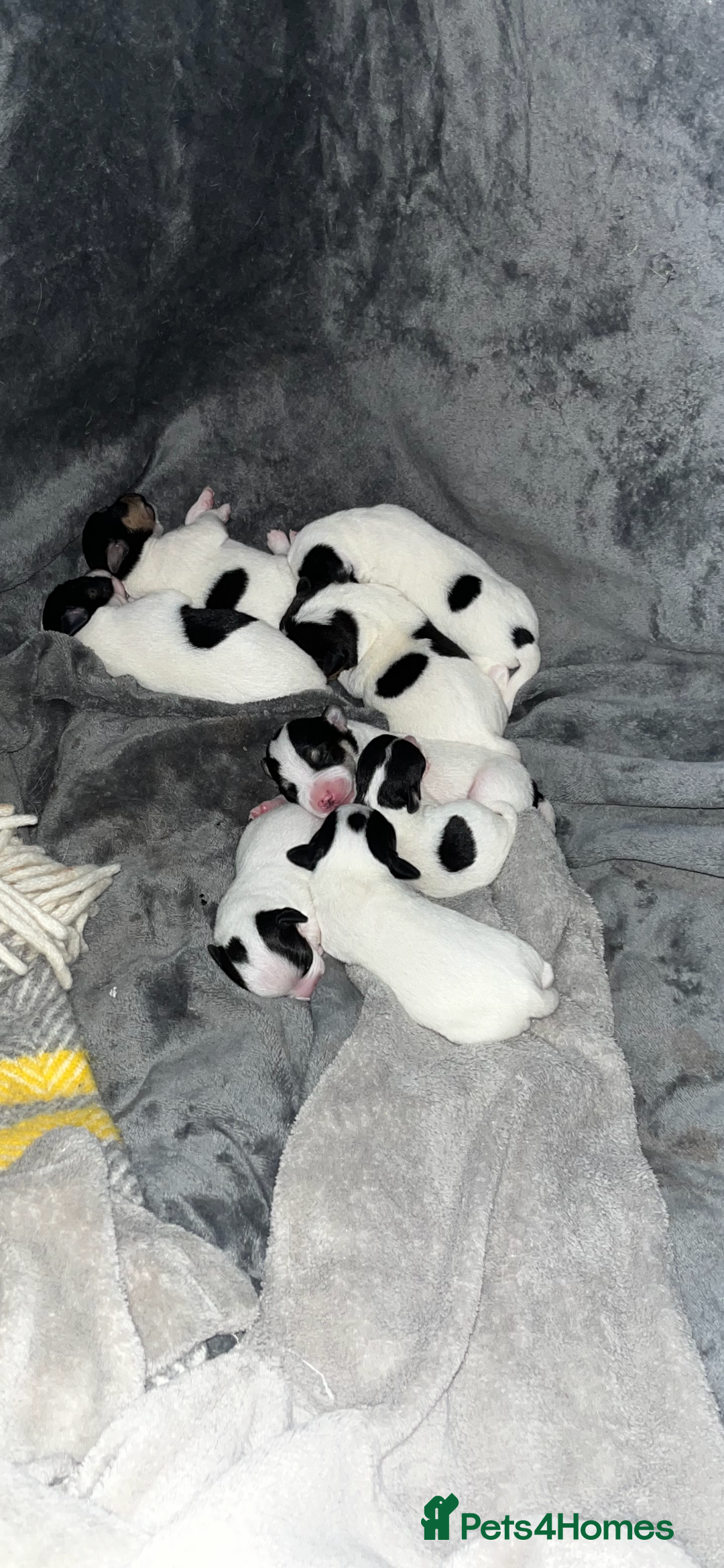Jack Russell dogs for sale: Beautiful Jack Russell puppies for sale - Image 1