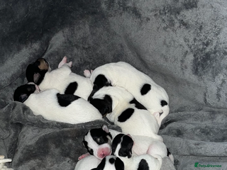 Jack Russell dogs - Advert 3