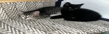 Mixed Breed Kitten 4
