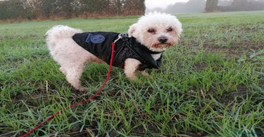 Bichon Frise dogs - Advert 10