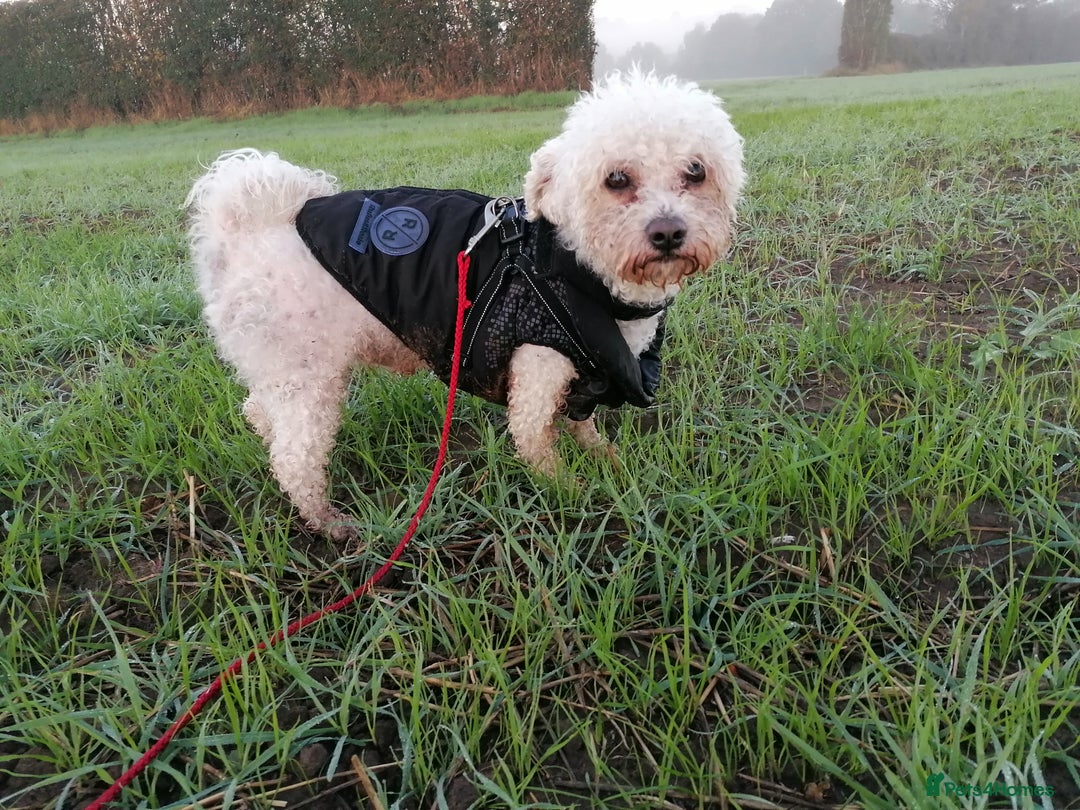 Bichon Frise dogs for adoption: 💙🐶 BARNEY 🐶💙 - Image 2