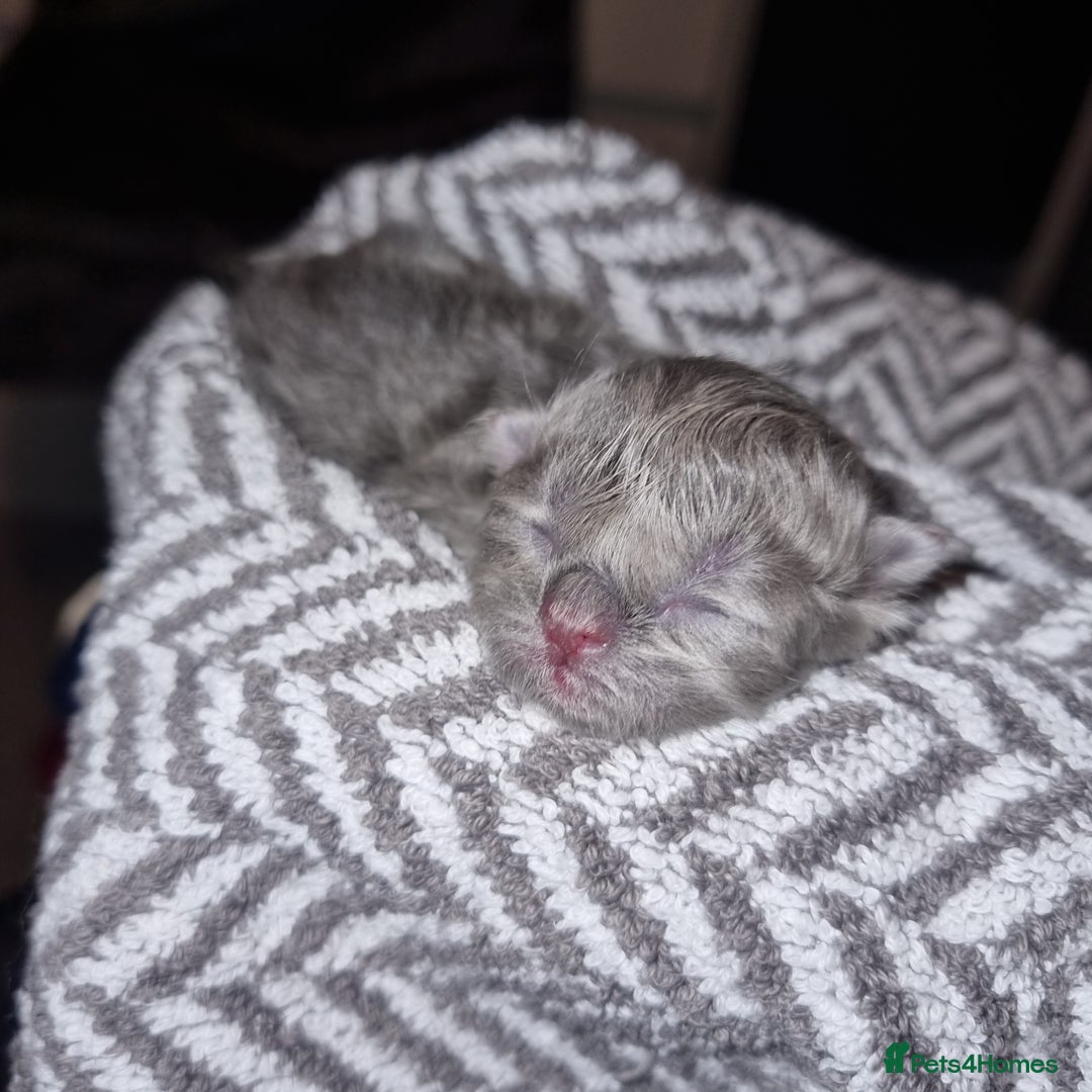 Persian cats for sale: Beautiful blue persian babies - Image 11