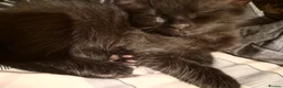 Mixed Breed cats for sale: Kittens looking for great homes - Advert 15