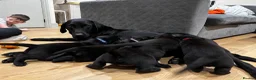 Labrador Retriever dogs for sale: Lovely black lab puppy  - Advert 6