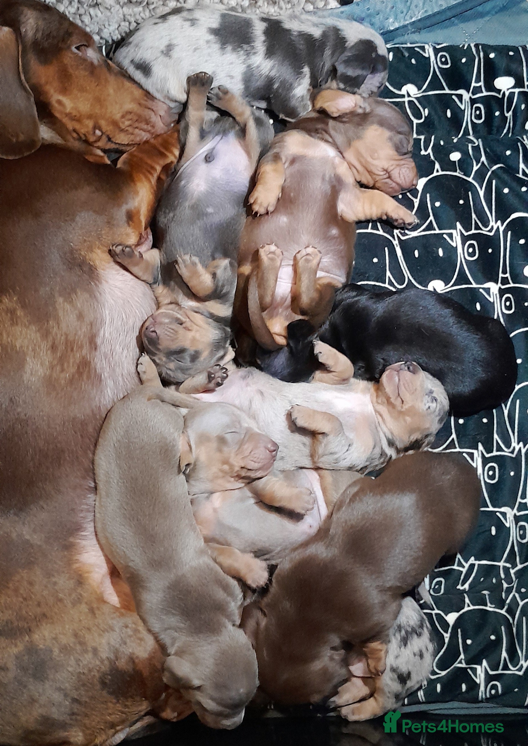 Miniature Dachshund dogs 2 males left - 9 KC registered mini dachshunds  - Advert 17