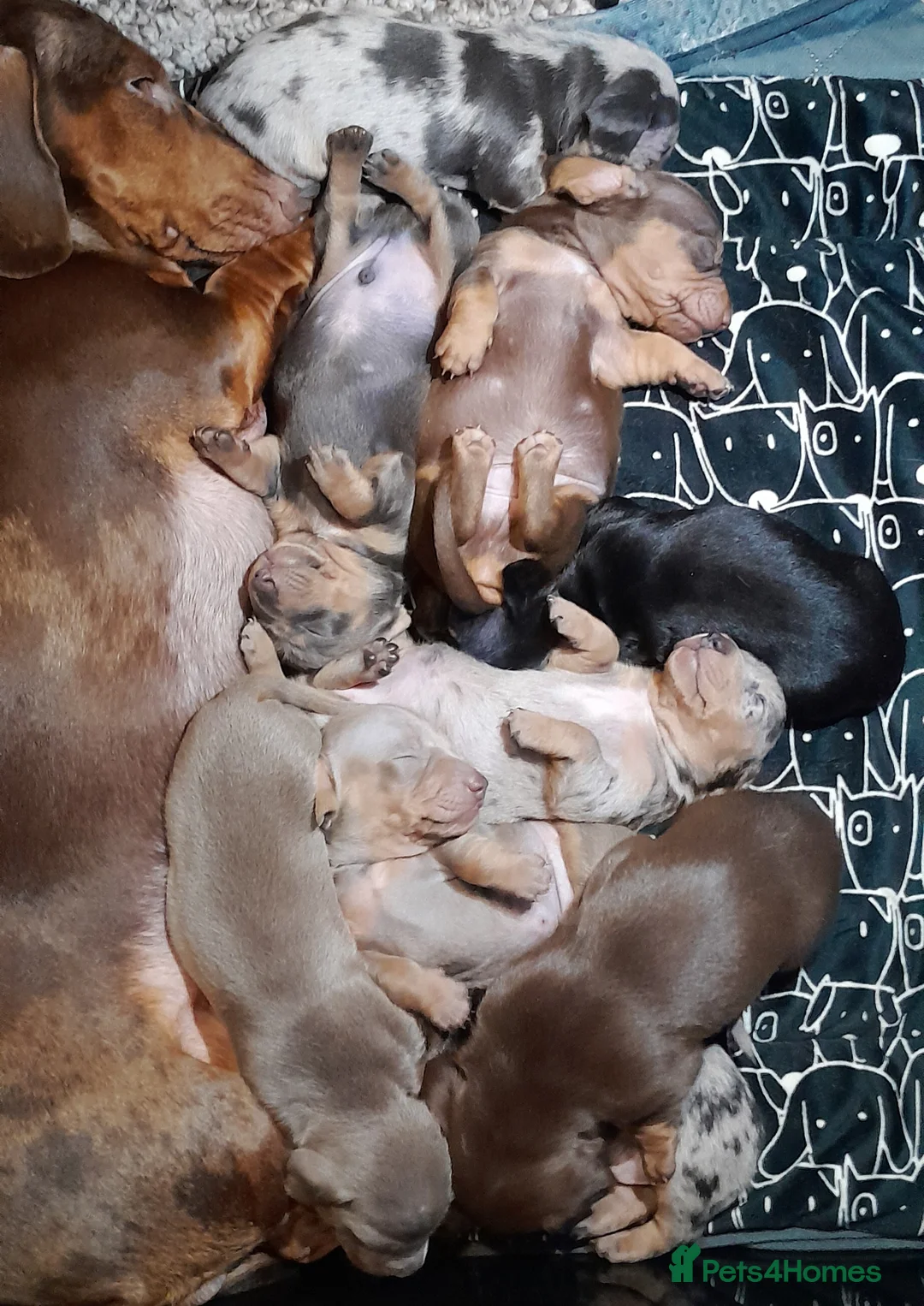 Miniature Dachshund dogs for sale: REDUCED - KC Isabella male left mini daxi  - Advert 7