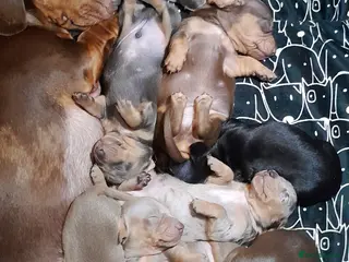 Miniature Dachshund dogs 2 males left - 9 KC registered mini dachshunds - Advert 17