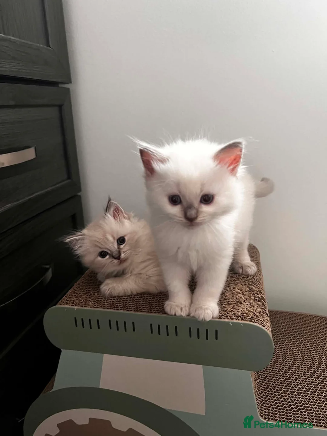 Ragdoll cats for sale: Tica registered Ragdoll kittens, lilac and blue - Advert 2