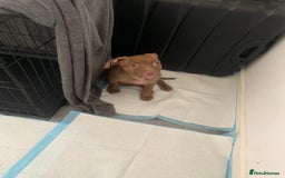 American Bull Staffy dogs for sale: 3 months Staffy X pit bull  - Image 1