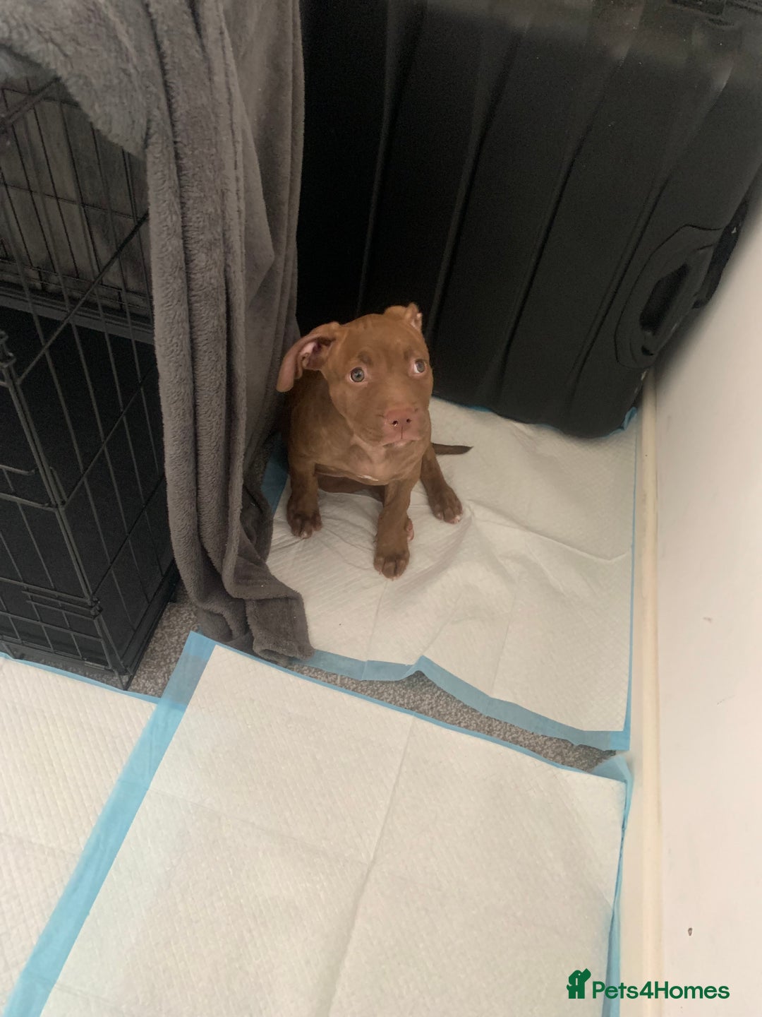 American Bull Staffy dogs for sale: 3 months Staffy X pit bull  - Image 1