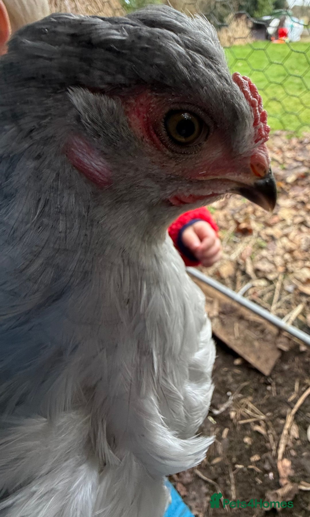 Chickens poultry for sale: Araucana lavender cockerels FREE - Advert 2
