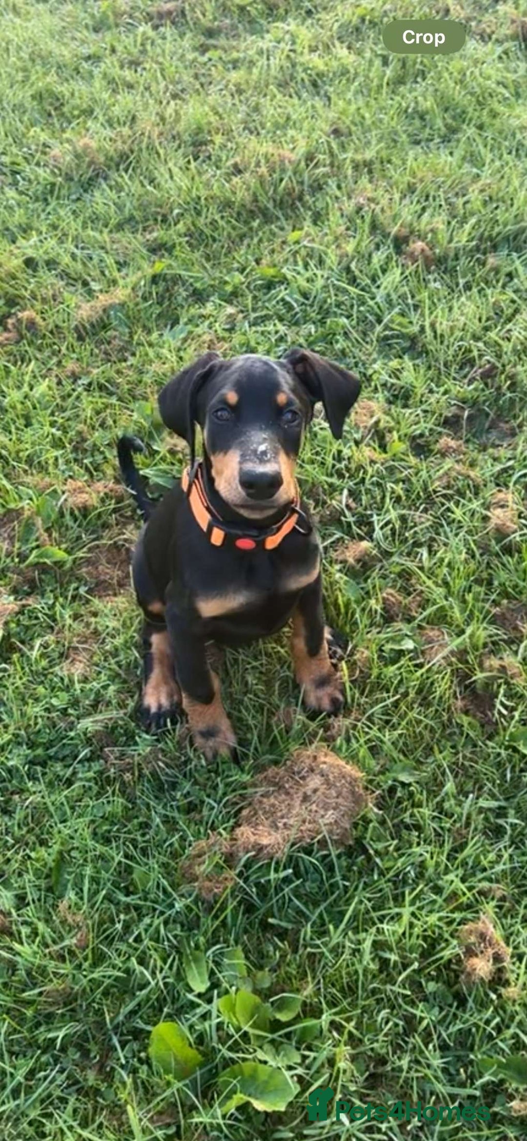 Dobermann dogs for sale: 13 week old Doberman - Image 8
