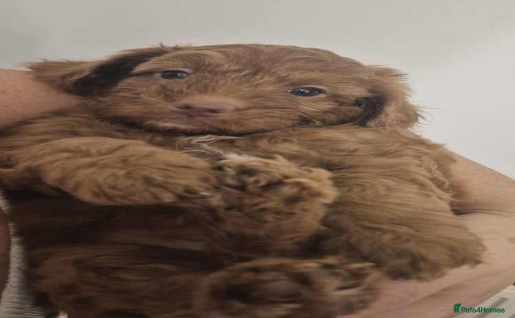 Cockapoo dogs - Advert 4