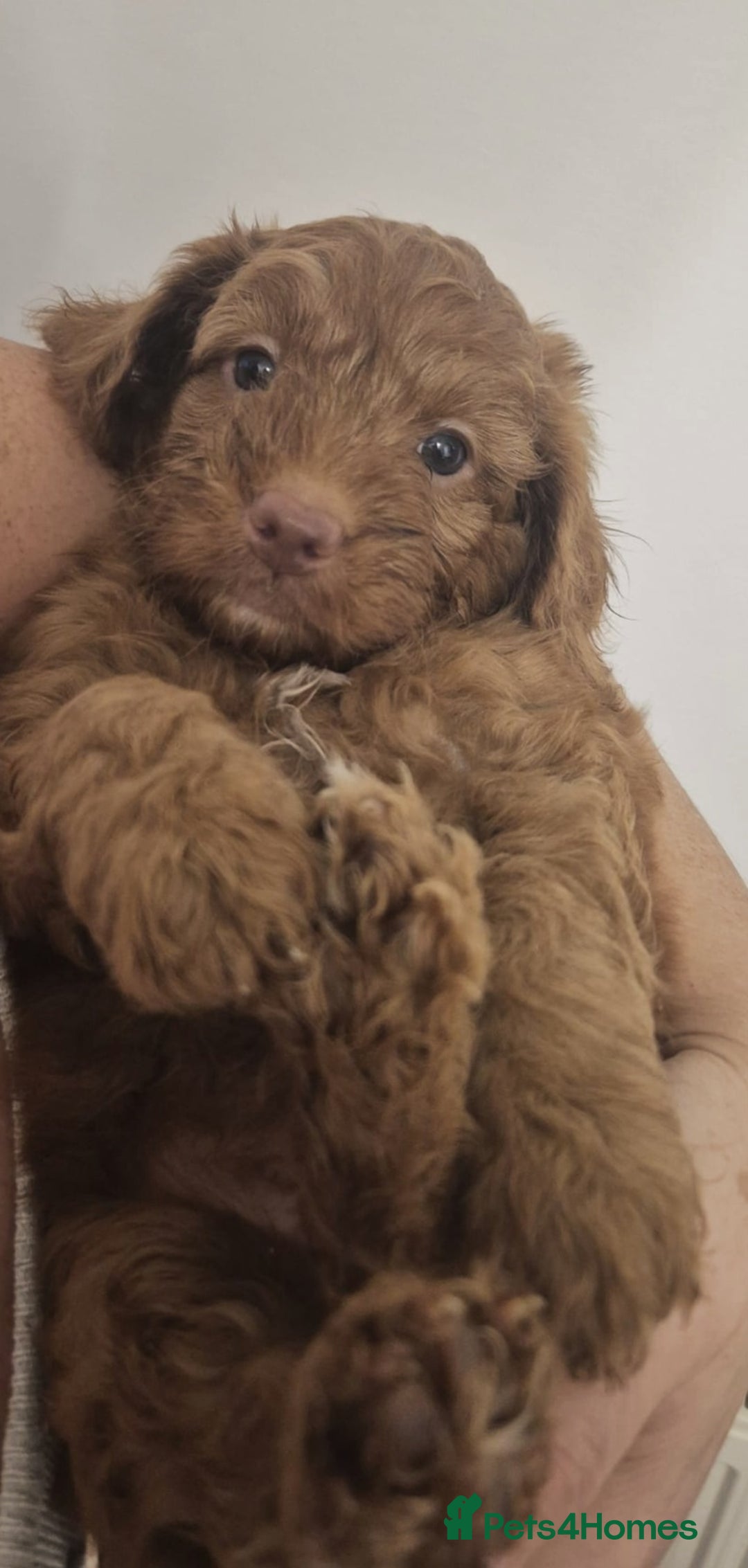 Cockapoo dogs for sale: Reduced!! Stunning F1B Toy Cockapoo Puppies  - Image 6